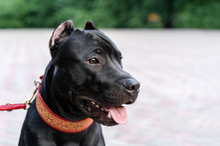 pitbull wearing a collar
