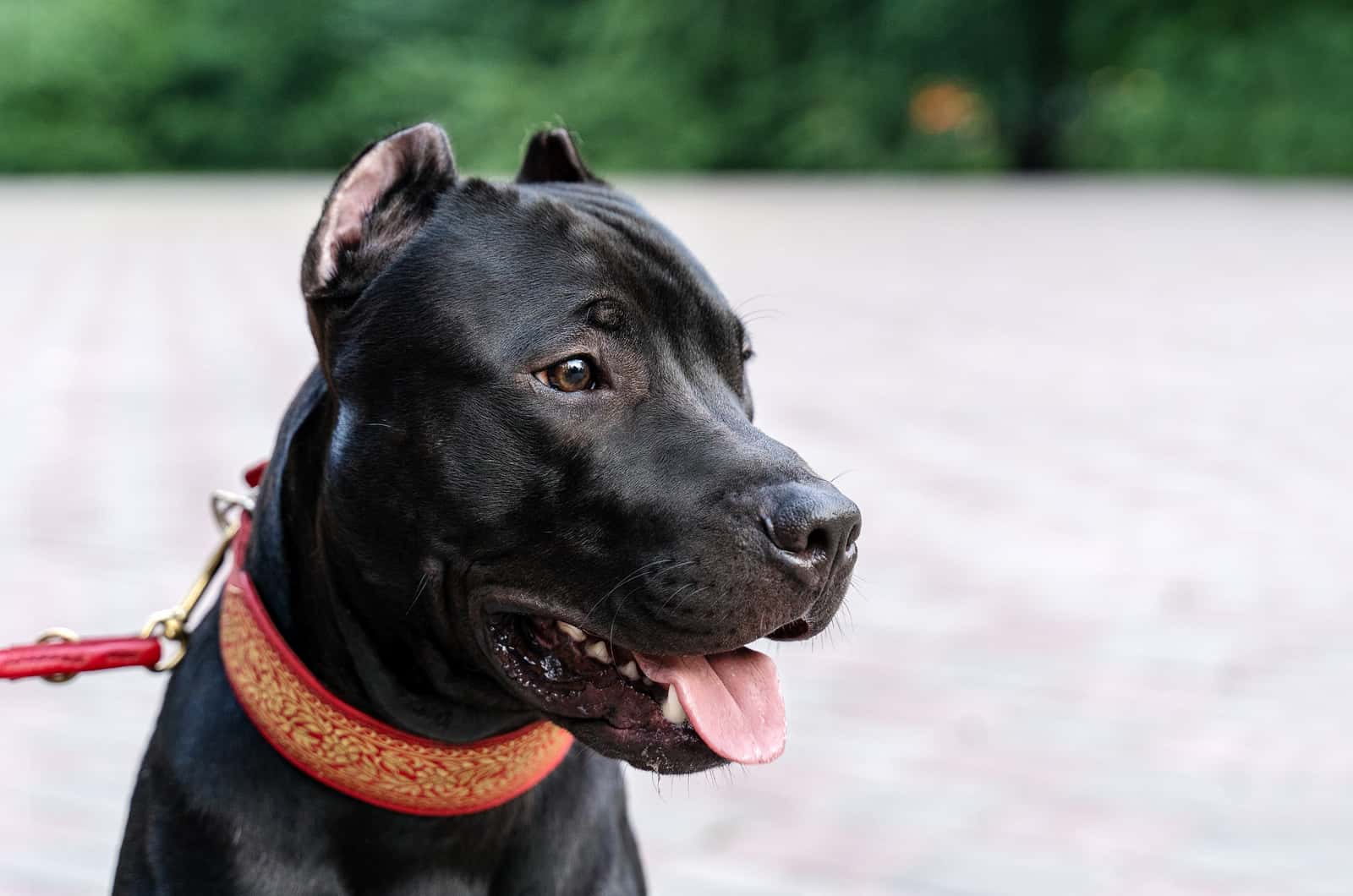 12 Best Shock Collars For Pitbulls: Easy Training Solution