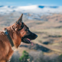 german shepherd in the mountains