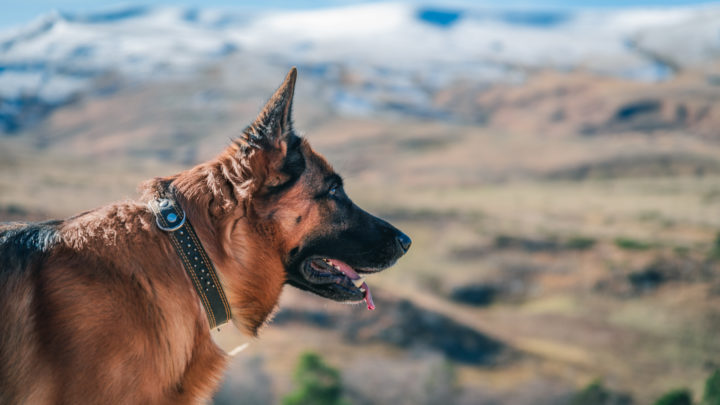 13 Best Shock Collars For German Shepherd: Training Your GSD Like A Pro