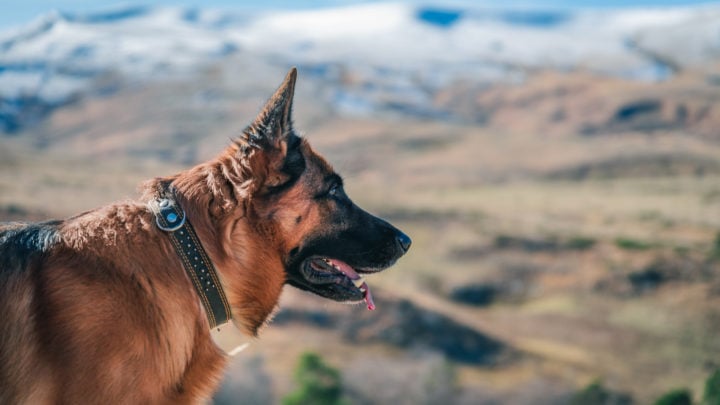 Best Bark Collar For German Shepherd