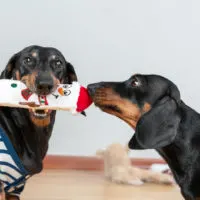two dachshunds with a toy