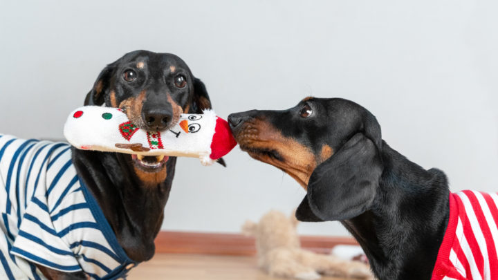 16 Best Toys For Dachshunds That Make Playtime Fun