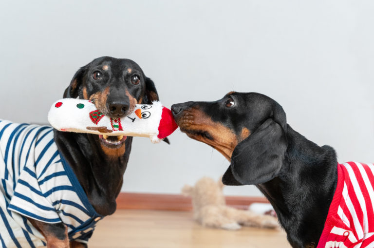 two dachshunds with a toy