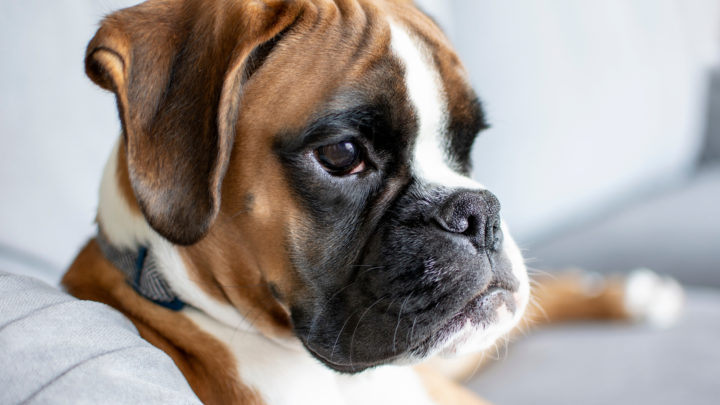 10 Best Boxer Breeders: Places To Buy Your Future Puppy
