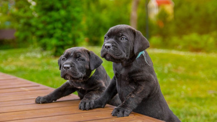 7 Best Cane Corso Breeders In California