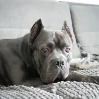 grey cane corso lying on couch