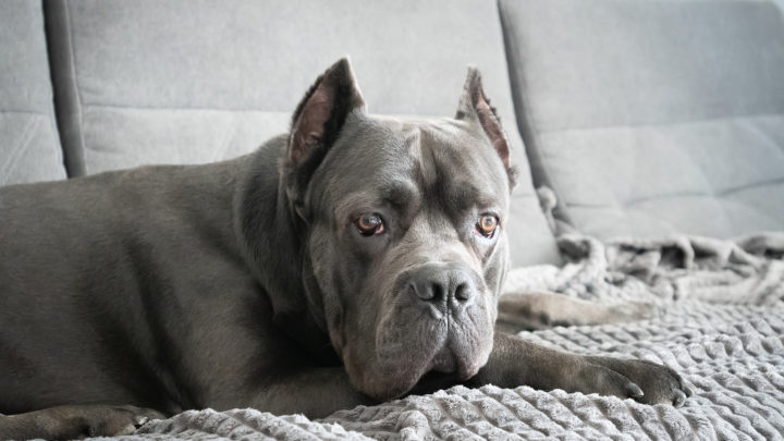 12 Top Cane Corso Dog Beds: Sleeping Like A King