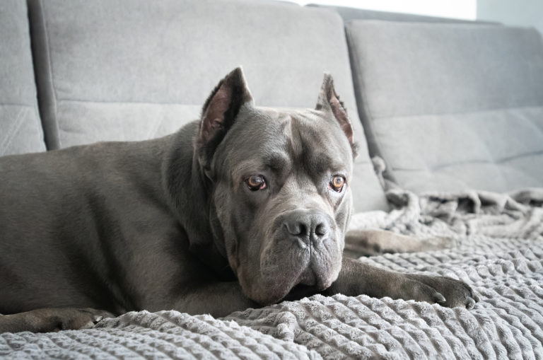 grey cane corso lying on couch
