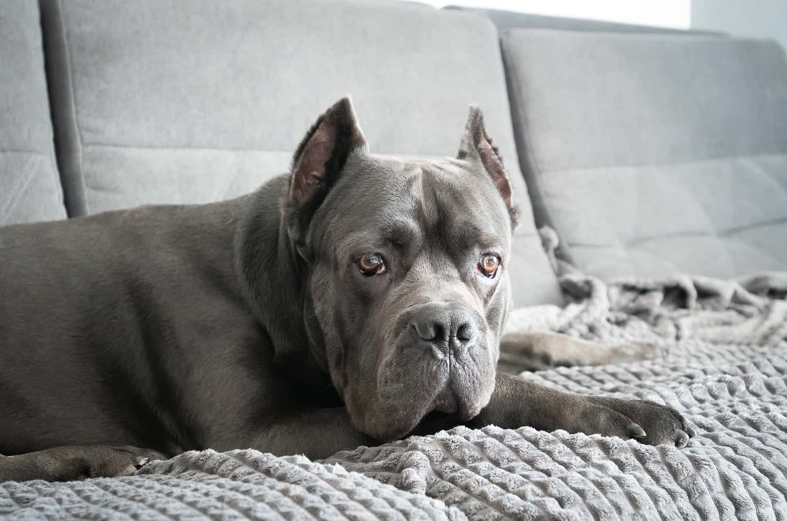 12 Top Cane Corso Dog Beds: Sleeping Like A King