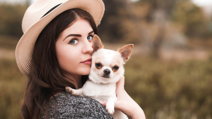 11 Best Chihuahua Breeders: Places To Find Your Chi