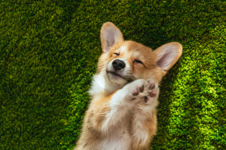 cute corgi in grass
