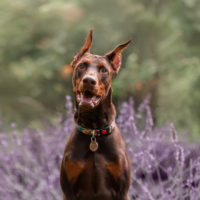 doberman