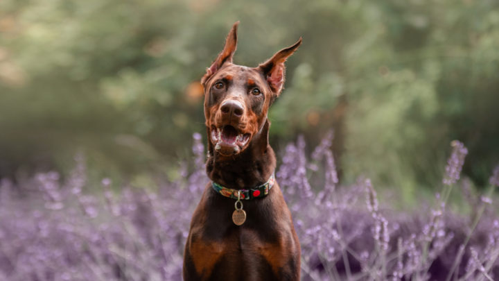 9 Doberman Breeders In California: Choosing A Good Breeder