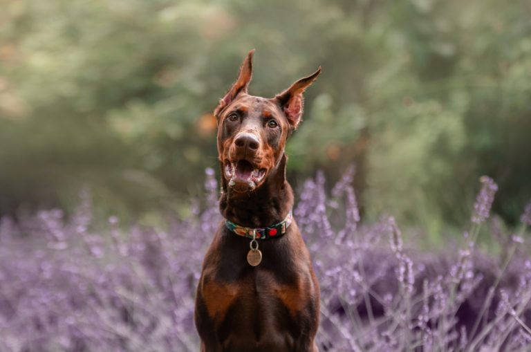 doberman