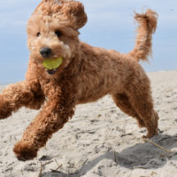 goldendoodle running with a ball in mouth