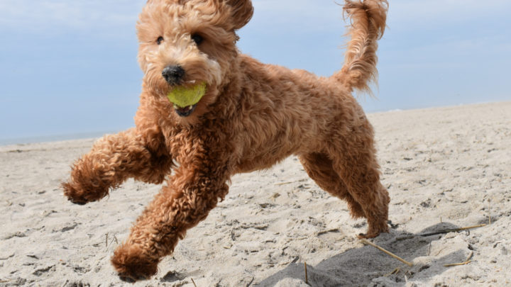 16 Goldendoodle Breeders: Places To Buy Your New Dog
