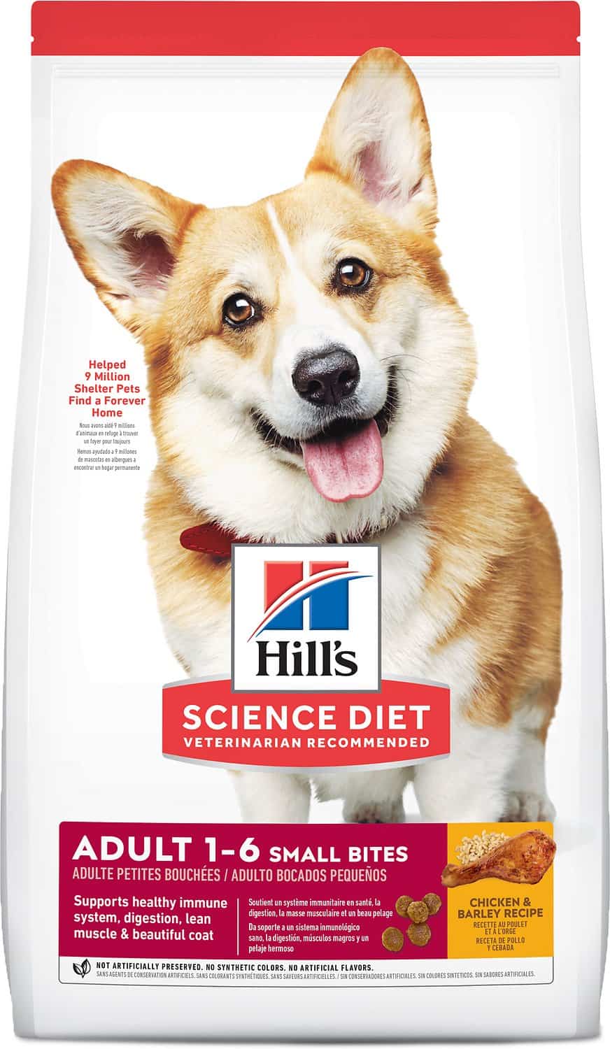 corgi raw diet
