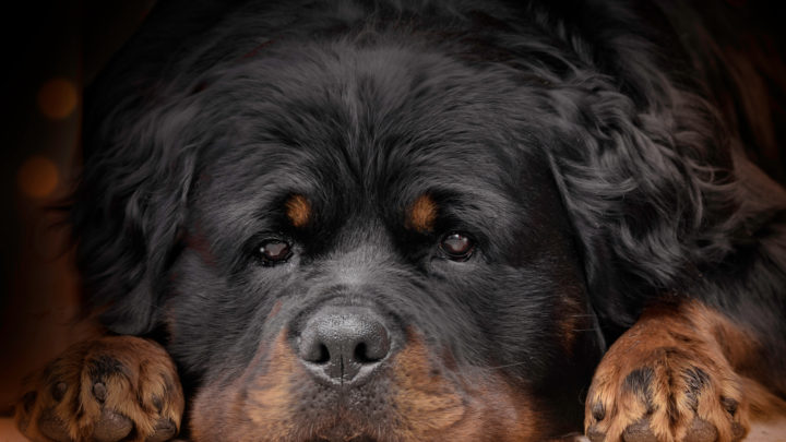 Long-Haired Rottweiler: Genetics, Care, And General Info