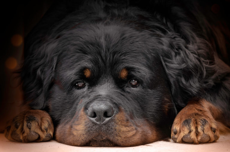 long-haired rottweiler