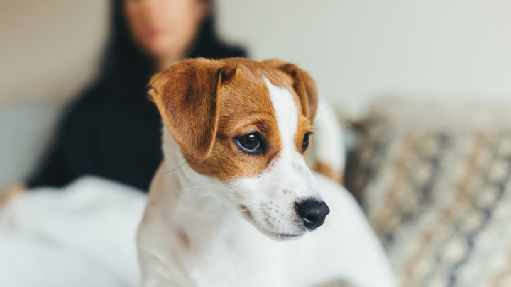 My Puppy Doesn’t Like Me: Fear Not, Help Is On The Way