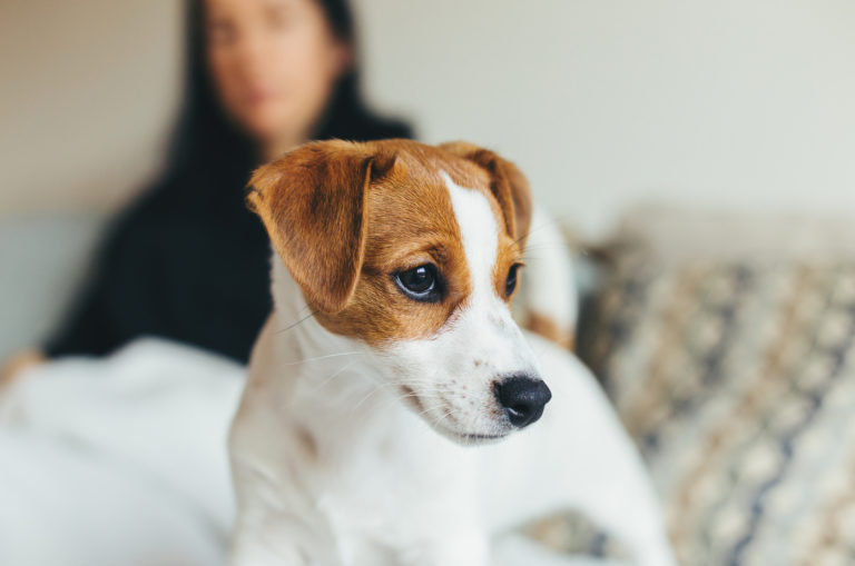 dog turns back away from owner