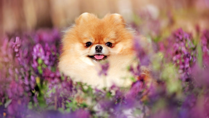 12 Best Pomeranian Rescues For Adoption: Where To Find A Pom