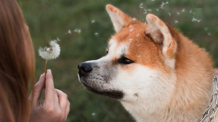 Shiba Inu Breeders In California: How To Find A Reputable One