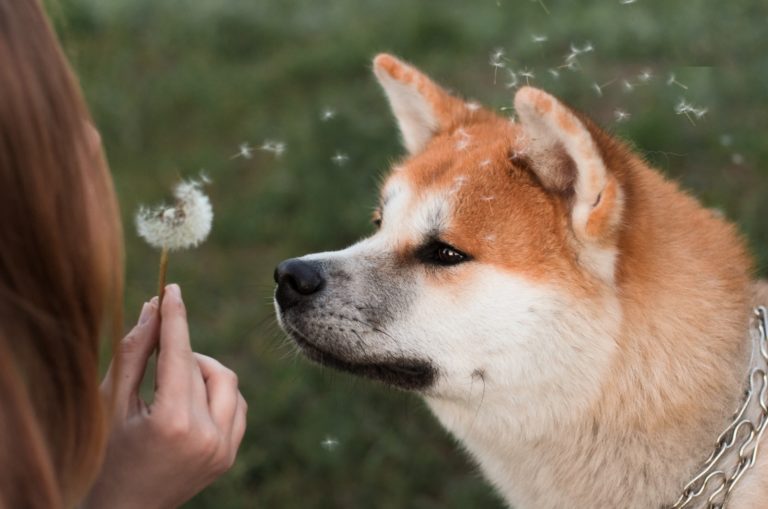shiba inu looking at a dandelion