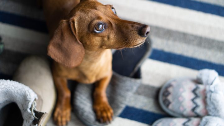 12 Best Dog Food For Dachshunds (Top Products Reviewed)