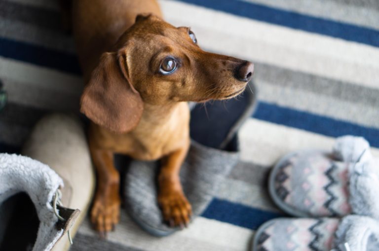 brown dachshund