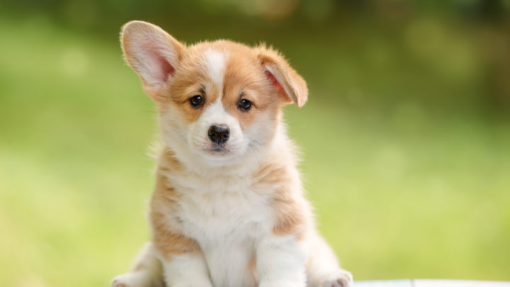 When Do Puppies Calm Down? A Guide For Managing Puppyhood