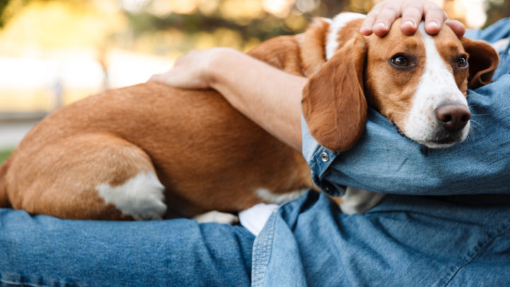 Why Does My Dog Lay On Me? 7 Biggest Reasons