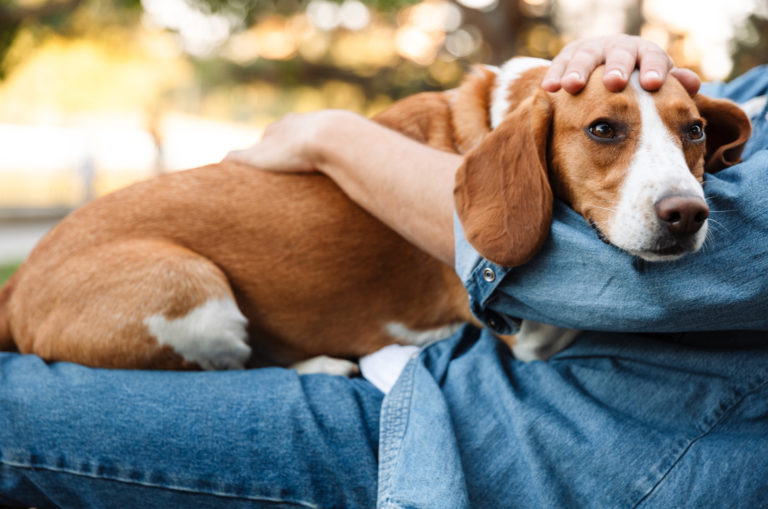 dog resting on owners lap