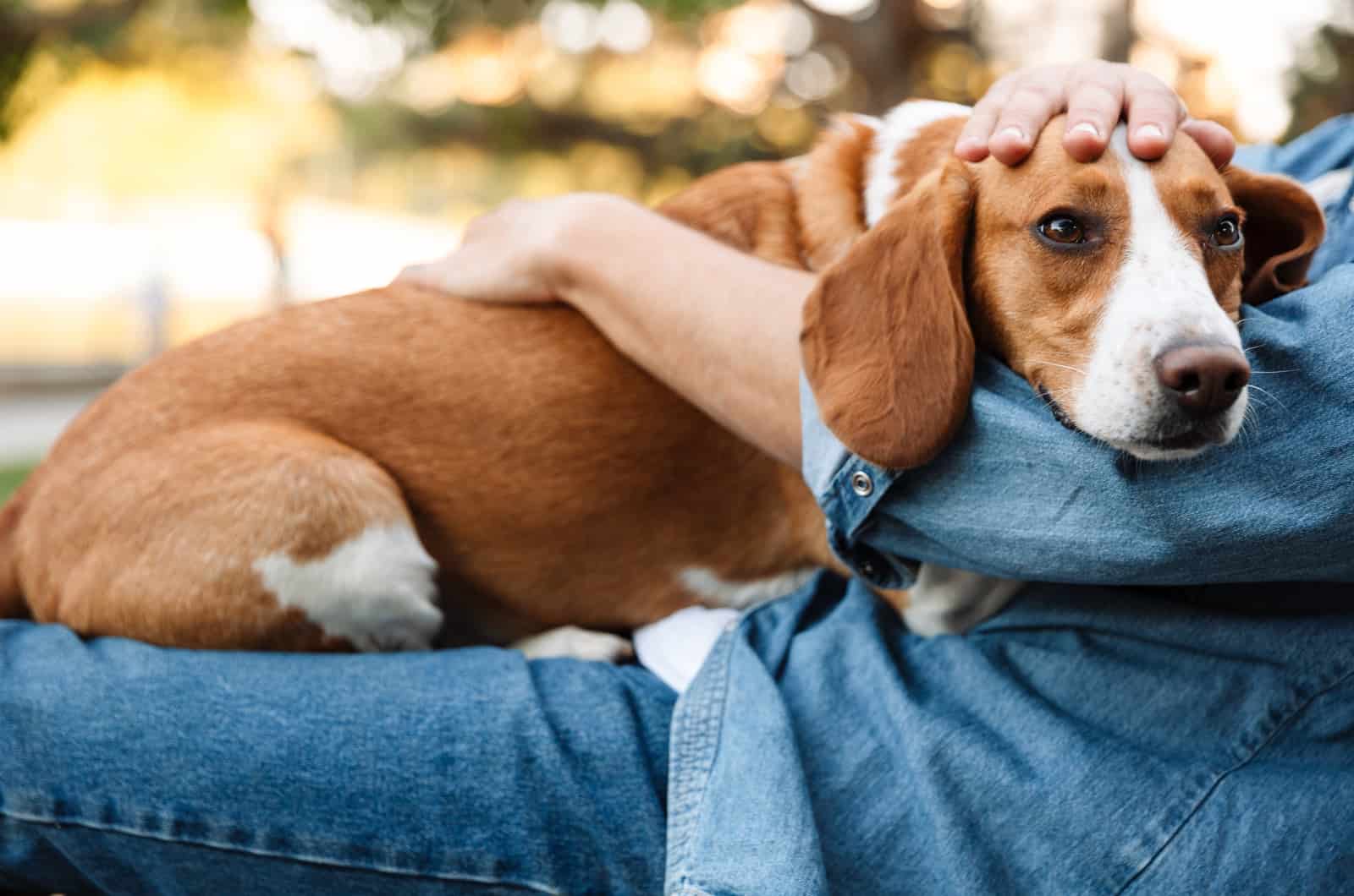 Why Does My Dog Lay On Me? 7 Biggest Reasons