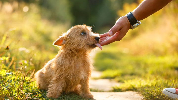 Why Does My Dog Lick My Hands? Find Out The Truth Here