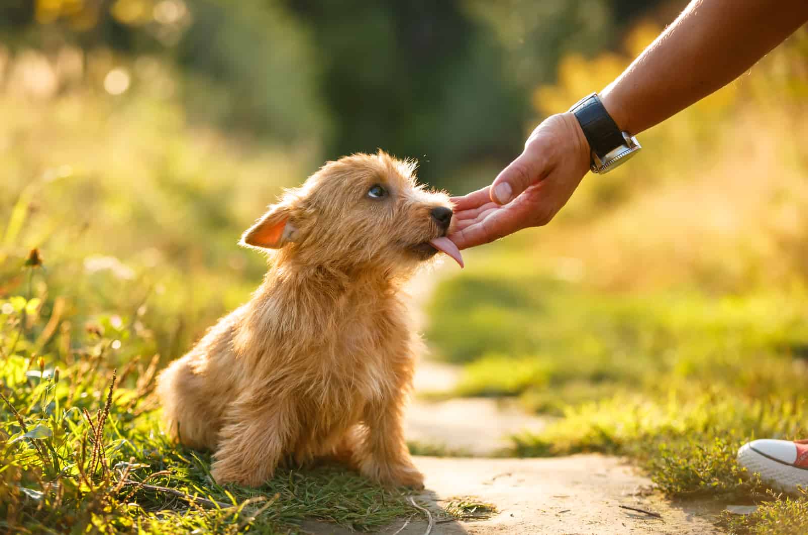 puppy licking hand outside