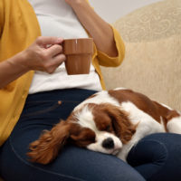 dog sleeping on owner