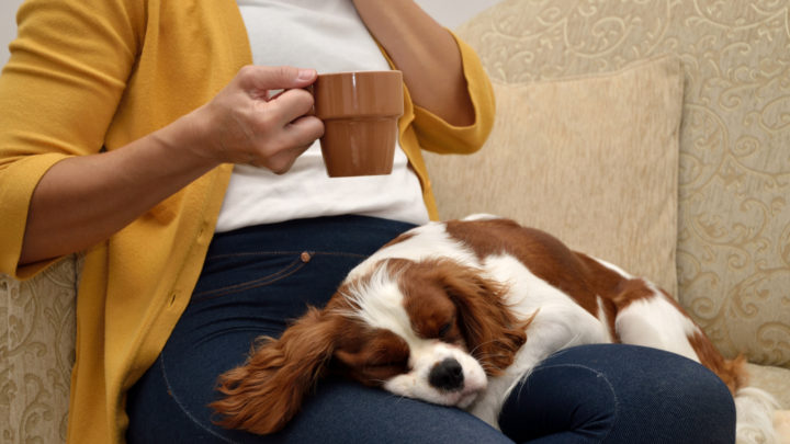 6 Reasons Why Your Dog Likes To Sit On You