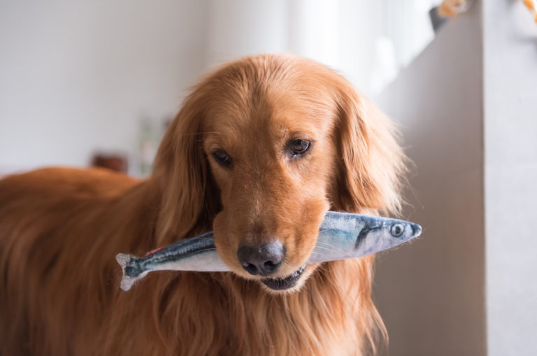 retriever holding a fish in mouth