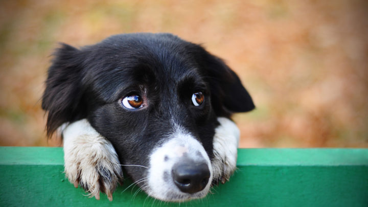 Will My Dog Forgive Me For Hitting Him?