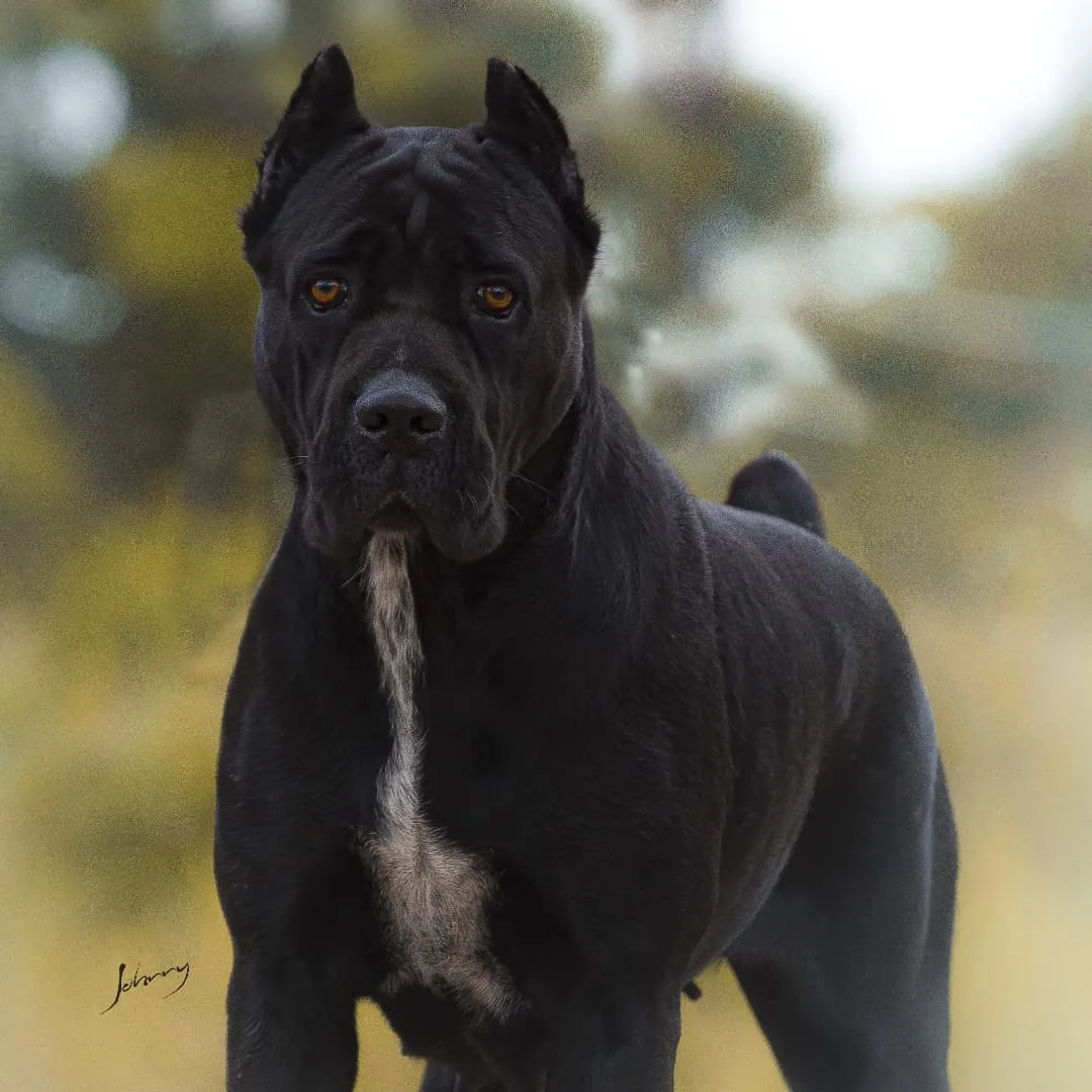 adult black cane corso
