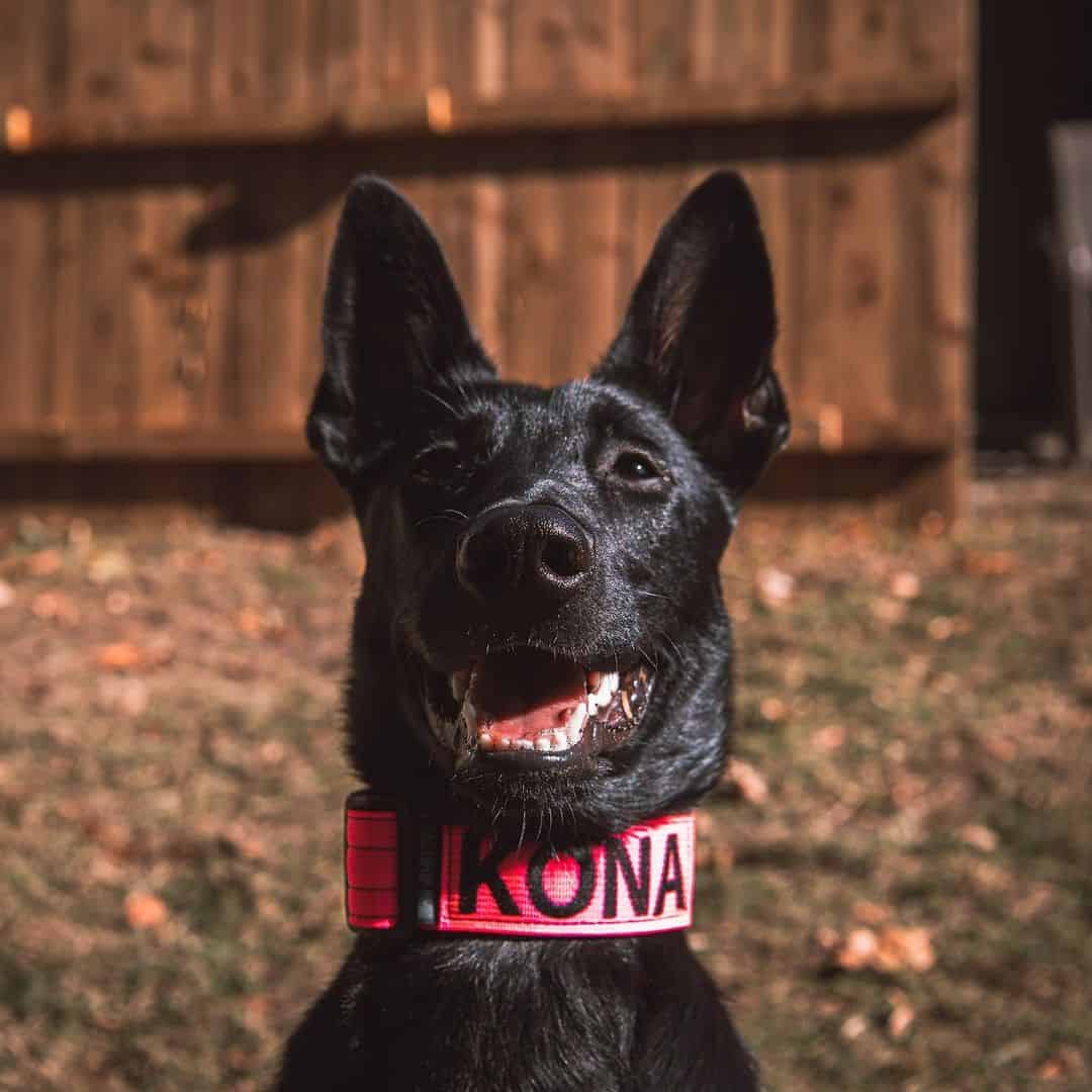 belgian malinois with a pink collar