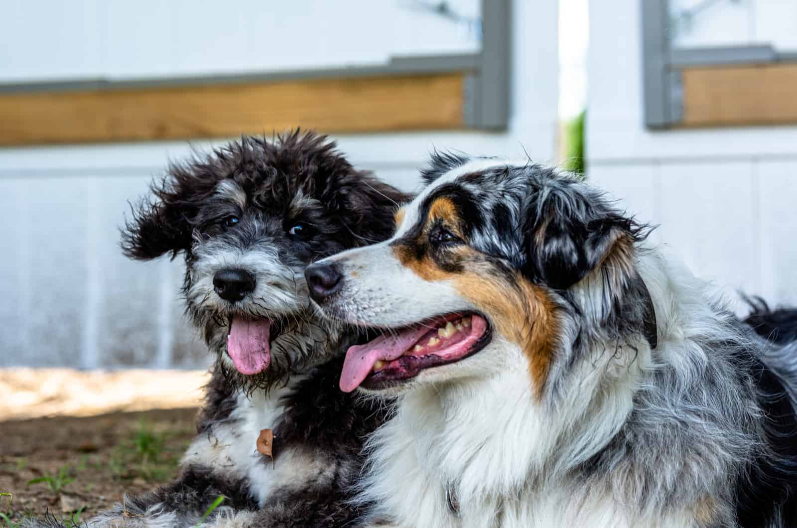 bernedoodle and australian shepherd