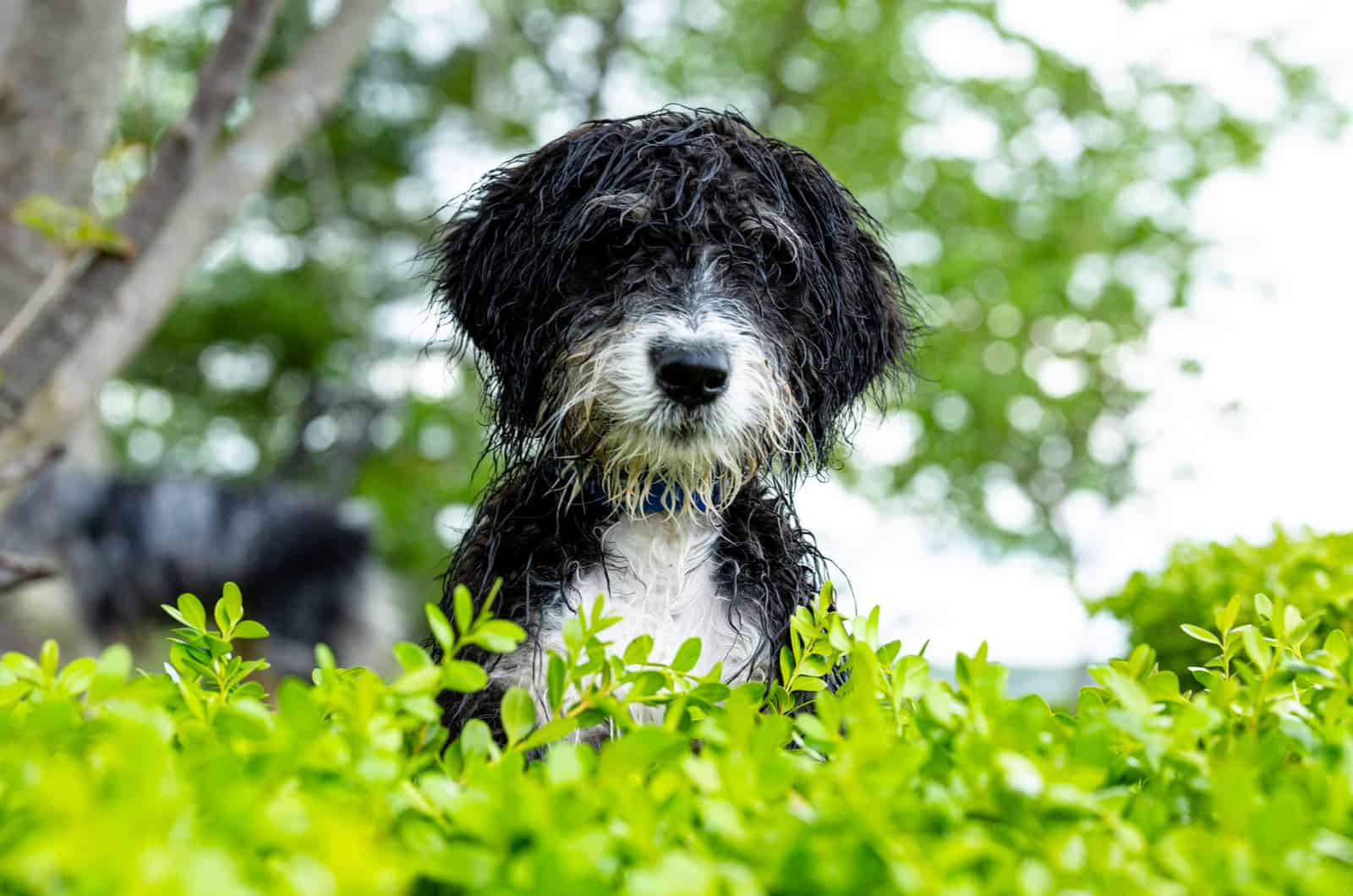 bernedoodle dog posing in front of green plants