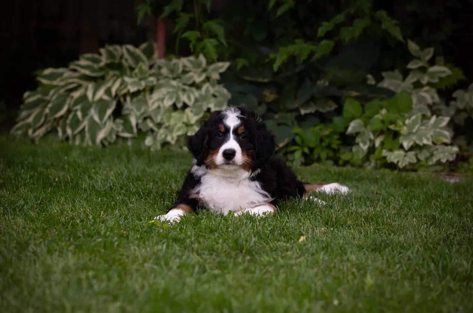 bernedoodle in green grass