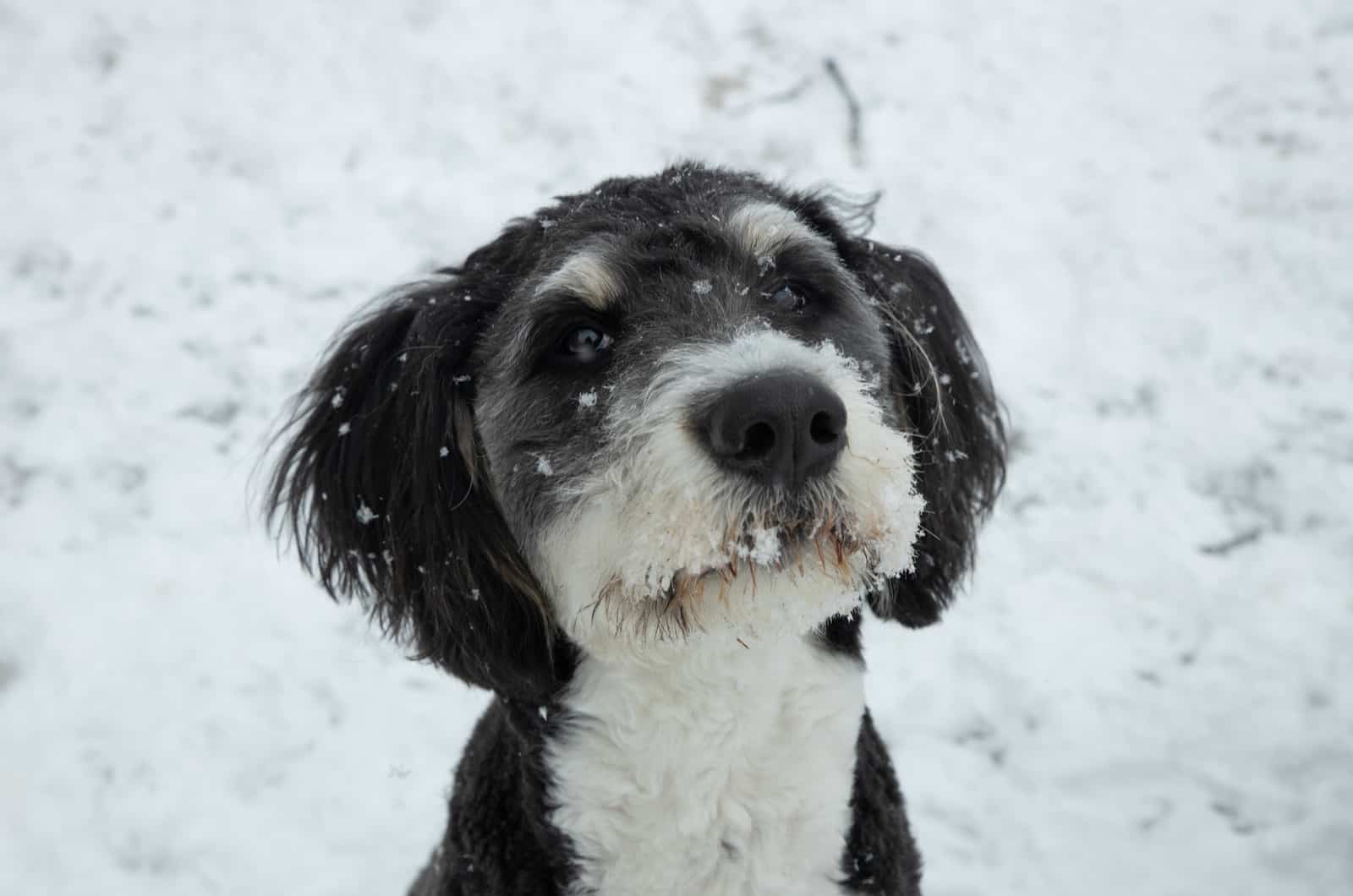 bernedoodle in snow