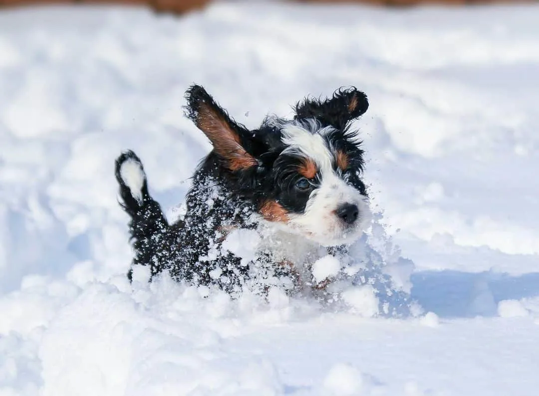 bernedoodle running through snow