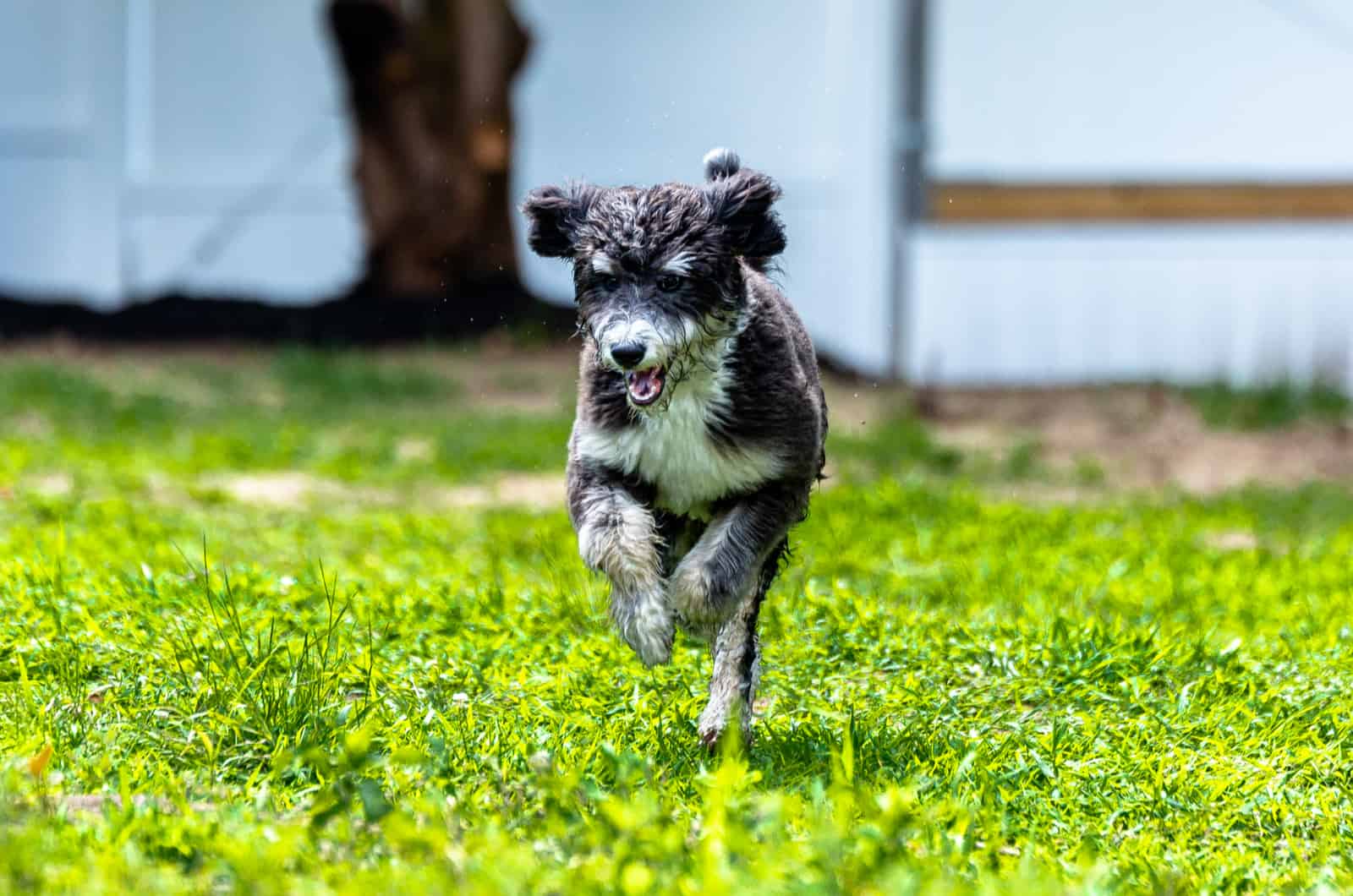 bernedoodle running