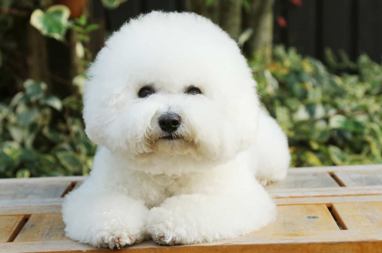 bichon frise dog